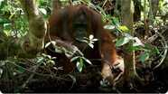 Wild Orangutans Inherited Understanding for Using Soap