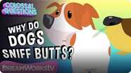 Why Do Dogs Sniff Butts? | COLOSSAL QUESTIONS