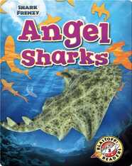 Shark Frenzy: Angel Sharks