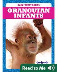 Rain Forest Babies: Orangutan Infants