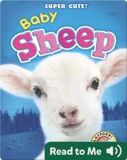 Super Cute! Baby Sheep