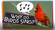 SciShow Kids: Why Do Birds Sing?