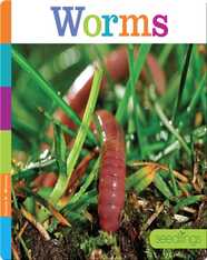 Worms