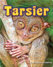Tarsier