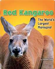 Red Kangaroo: The World's Largest Marsupial
