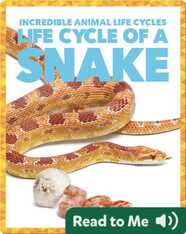 Life Cycle of a Snake
