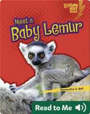 Meet a Baby Lemur