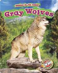 Animals of the Forest: Gray Wolves