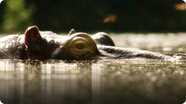 BBC Life: Barbel Fish & Hippo