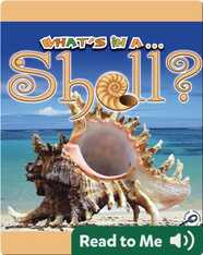 What's In A... Shell?