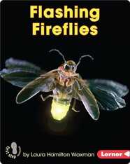 Flashing Fireflies