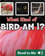 What Kind of Bird Am I?