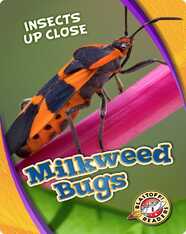 Insects Up Close: Milkweed Bugs