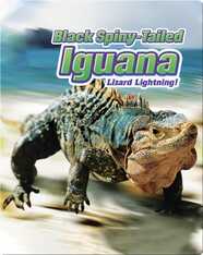 Black Spiny-Tailed Iguana: Lizard Lightning!