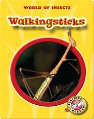 World of Insects: Walkingsticks