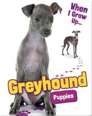 Greyhound Puppies