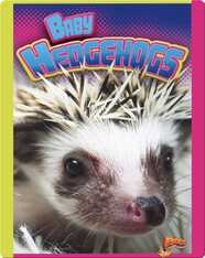 Baby Hedgehogs