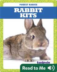 Rabbit Kits