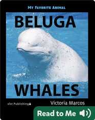 My Favorite Animal: Beluga Whales
