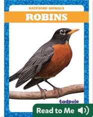 Backyard Animals: Robins