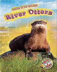 Animals of the Wetlands: River Otters