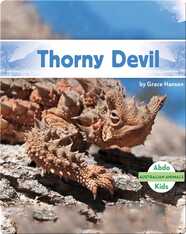 Australian Animals: Thorny Devil