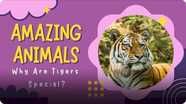 Amazing Animals: Why are Tigers Special?