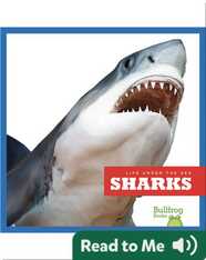 Life Under The Sea: Sharks