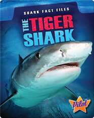 Shark Fact Files: The Tiger Shark