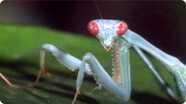 Biology: Mini World of Insects and Spiders