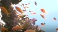 The Underwater World of Coral Reefs