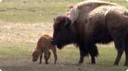 Bison