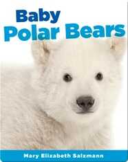 Baby Polar Bears