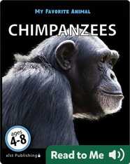 My Favorite Animal: Chimpanzees
