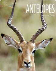 Antelopes