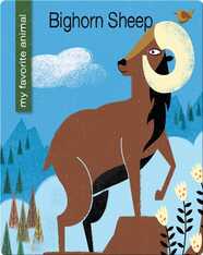 Bighorn Sheep