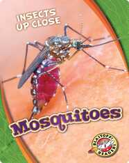 Insects Up Close: Mosquitoes