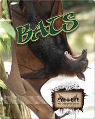 Bats