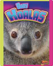 Baby Koalas