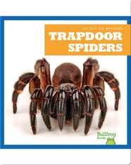 Trapdoor Spiders