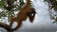 Relationship between an Orangutan Mother and Baby