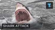 How To Not Be Attacked By A Shark