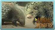 Our Two Porcupines: Kemosabe & Kizmit