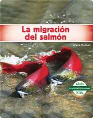 La migración del salmón