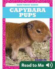 Rain Forest Babies: Capybara Pups