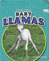 Animals Babies: Baby Llamas