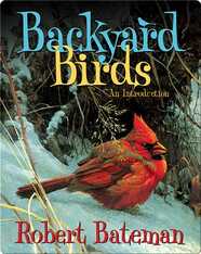 Backyard Birds