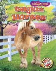 Saddle Up!: Belgian Horses