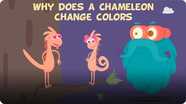 The Dr. Binocs Show: Why Does a Chameleon Change Colours?