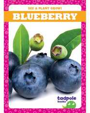 See a Plant Grow!: Blueberry